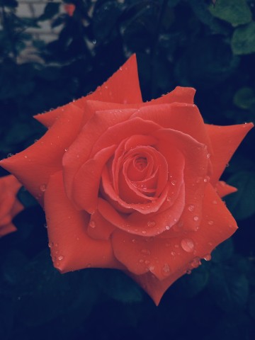 Looky_1677404374459 в LOOKY. . 🌹🌹🌹