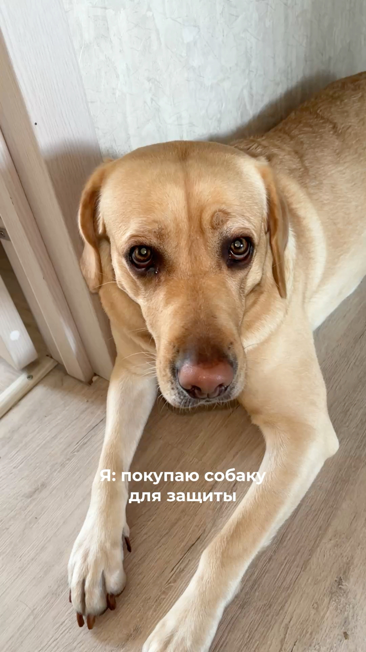 На связи лабрадор Бен-Бен в LOOKY. #276247301,#собака,#бьюти,#собакадругчеловека,#воскдлялап. Боня иногда ведет се...
