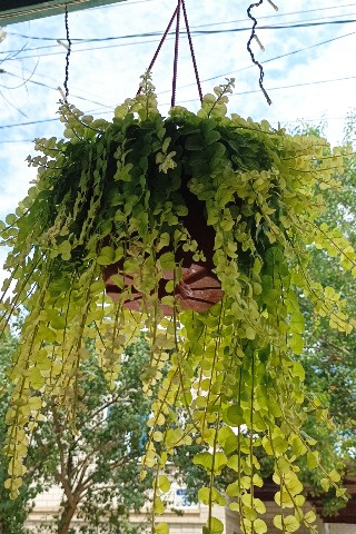Мила в LOOKY. . [#вербенник ](вербен...