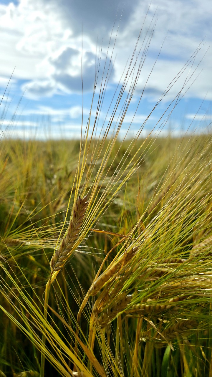  в LOOKY — Маленькое напоминание о том, как прекрасна простота. 🌾✨
Зол