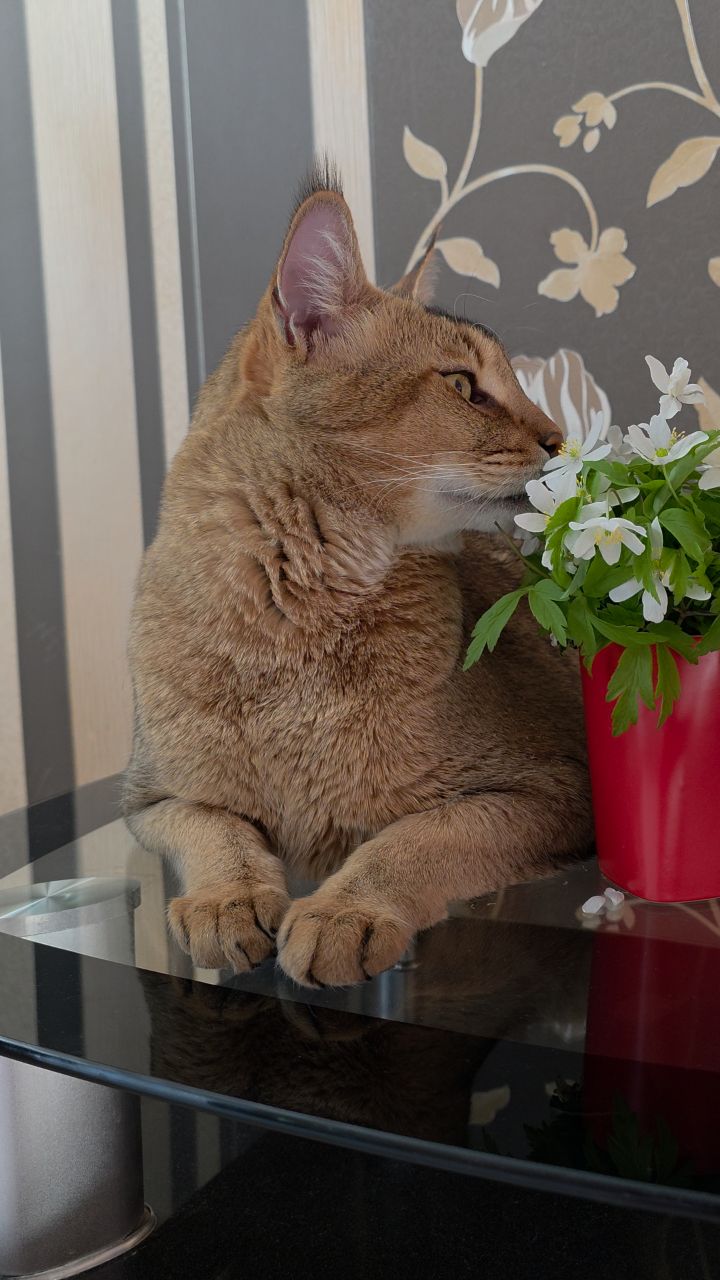 afina_zeus в LOOKY. #кот,#кошка,#кошки,##коты,#большиекошки,#редкиекошки,#гибридныекошки,#красивыекошки,#мыизкотограма,#цветы,#первоцветы,#весенниецветы,#looky,#looky_official,#looky_кошки,#фотокота,#видеомомент,#видосики,#рилсы. Какая красота не пра...