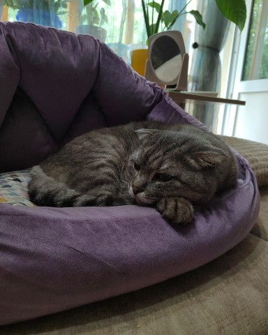 jusik__happy_cat в LOOKY. #джусик_нн,#котоблогер,#looky,#вислоушка,#Шотландскийвислоухий,#милашка,#любимчик,#котики,#кот,#пушистик,#мыизкотограма,#LOOKY_топ,#мойкотик,#котикинаркотики,#котикиправятмиром,#безкотаижизньнета,#кошкитакиекошки,#котомафия,#котомагия,#котикирулят,#питомец,#любимыйпитомец. Ма к какому-то морю ...
