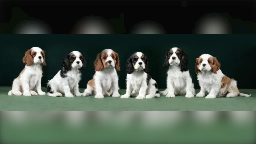 puppengame in LOOKY