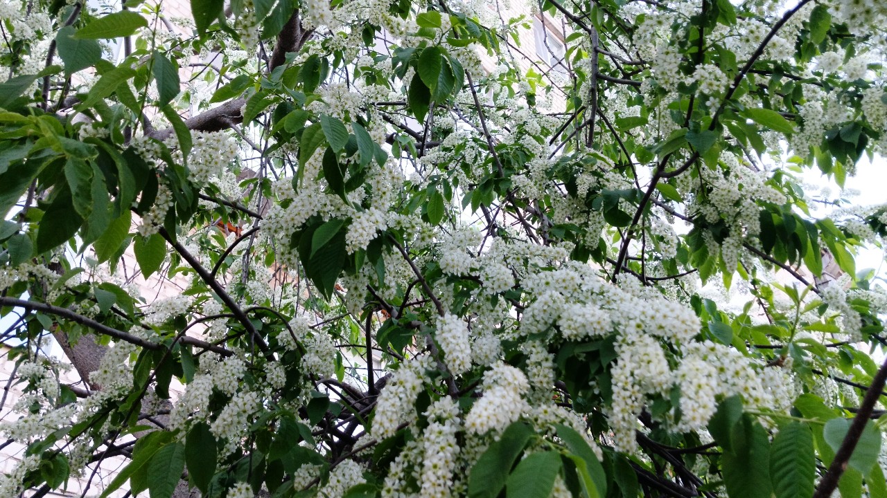 snovozhilov91 in LOOKY. #май,#черëмуха,#весна2026,#май2026,#вечер,#улица,#цветение,#атмосфера,#классно,#велопроезд,#наулице,#фото,#вкадре. Классно вечерком про...