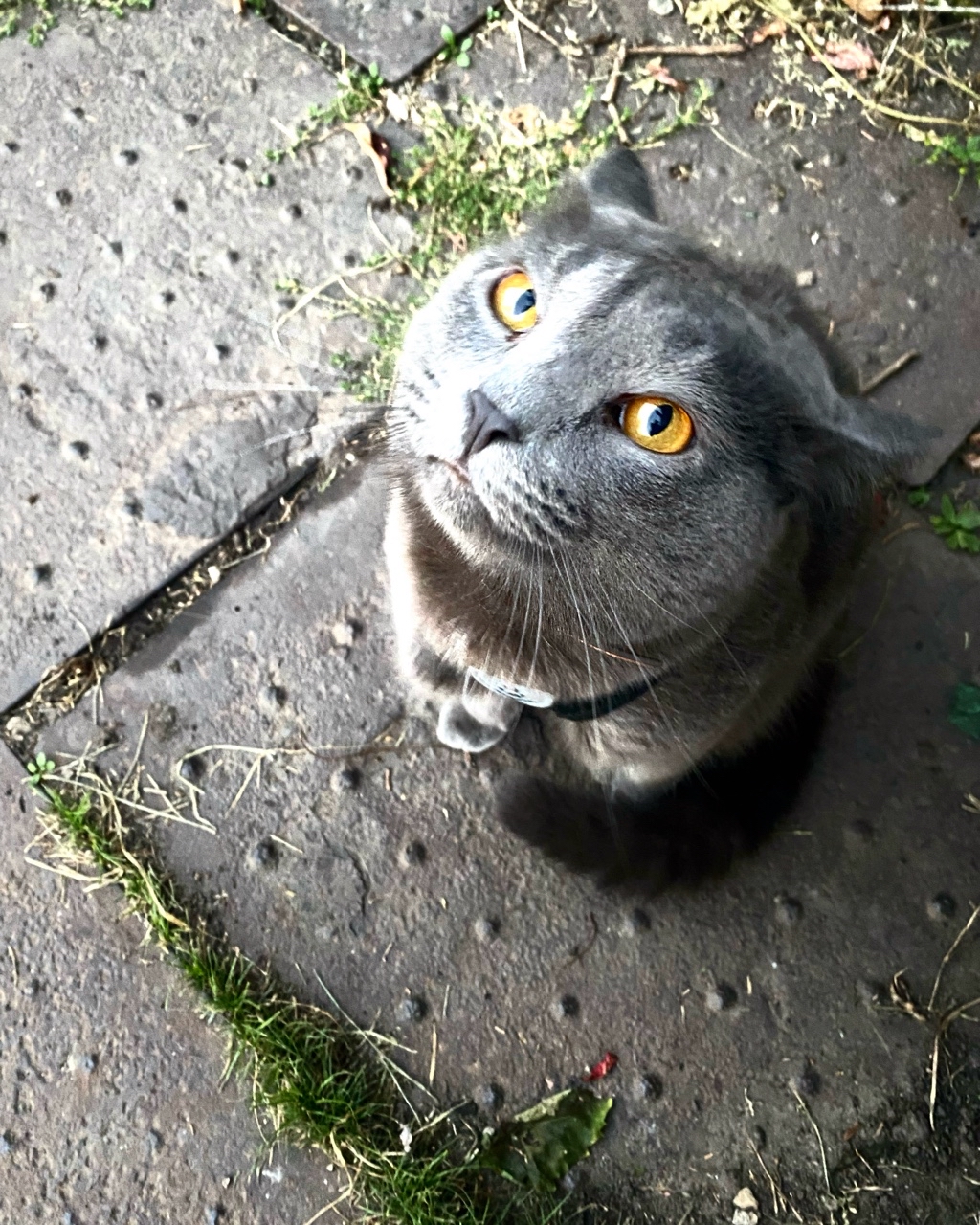 darklicc в LOOKY — #дым #котики ❤️