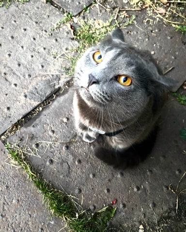 darklicc в LOOKY. #дым,#котики. #дым #котики ❤️