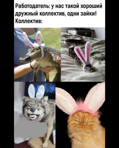 STARTUP в LOOKY. #коллектив,#работа,#юмор. #коллектив #работа #...