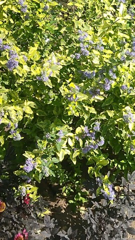 natali_multiflora в LOOKY. . Я влюбилась в это ра...