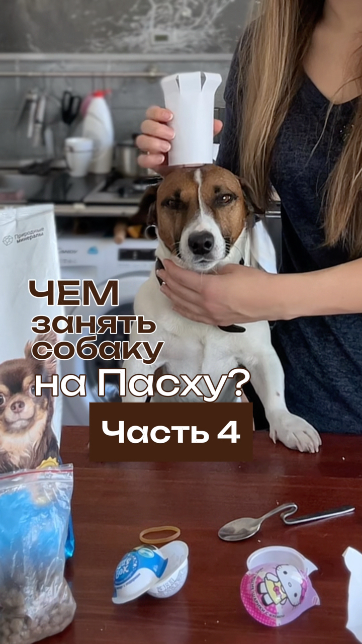 Собака Бэтмен в LOOKY. #263835222. Мини-шеф регулярно п...