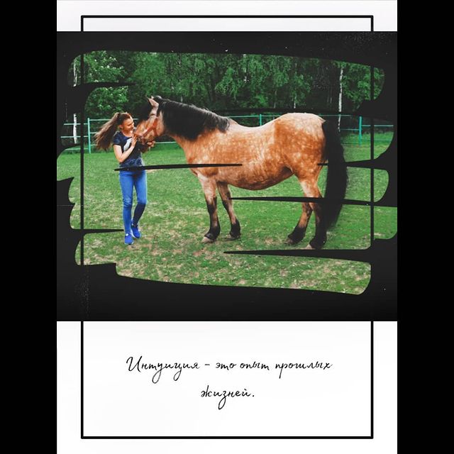 victoriaserbul_horse в LOOKY. #HORSEINSTAGRAM,#horse,#horses,#horselove,#horselife,#horses,#Лошади,#лошадиинстаграм,#конныйклуб,#Лошадижизнь,#лошадилюбовьнавсюжизнь. Все, что у нас есть,...