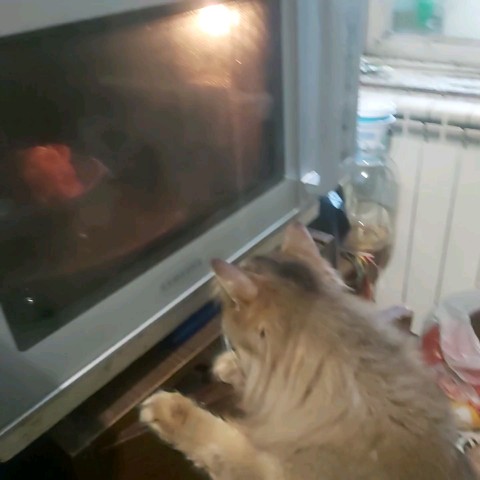 ХАнна в LOOKY. #коты,#питерскиекоты. когда очень хочется ...