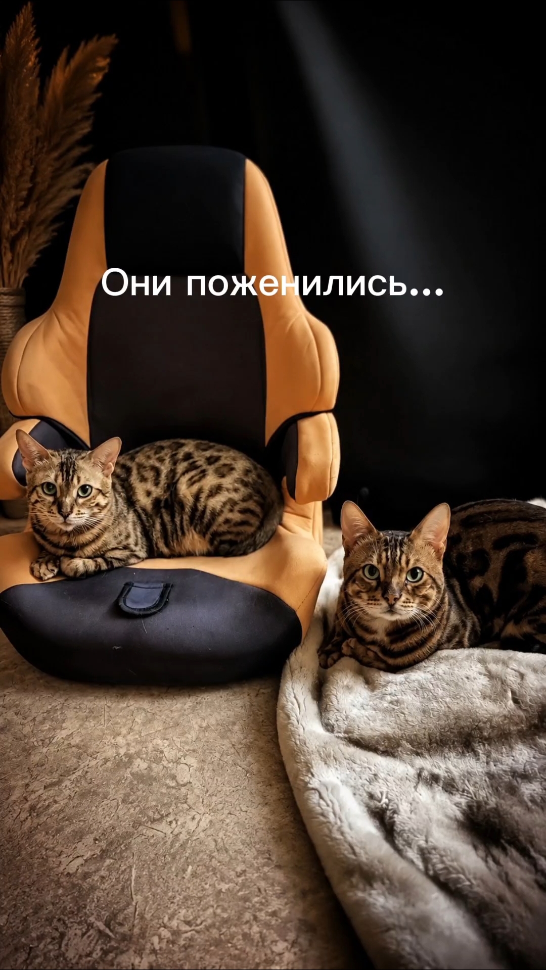 Мышка Муся и Маруся в LOOKY. #кошки,#котики,#рекомендации. [#бенгальская ](бенг...