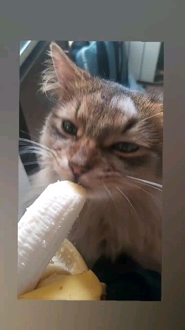 ХАнна в LOOKY. #кот. Банановая душа
#кот
...