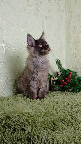 kot72_maine_coon в LOOKY. #kot72_mainecoon,#мейнкун. #kot72_mainecoon #ме...