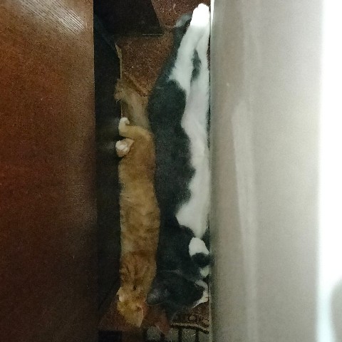 PetsStalkerS в LOOKY. #котики. Котятки с грядки. Ут...
