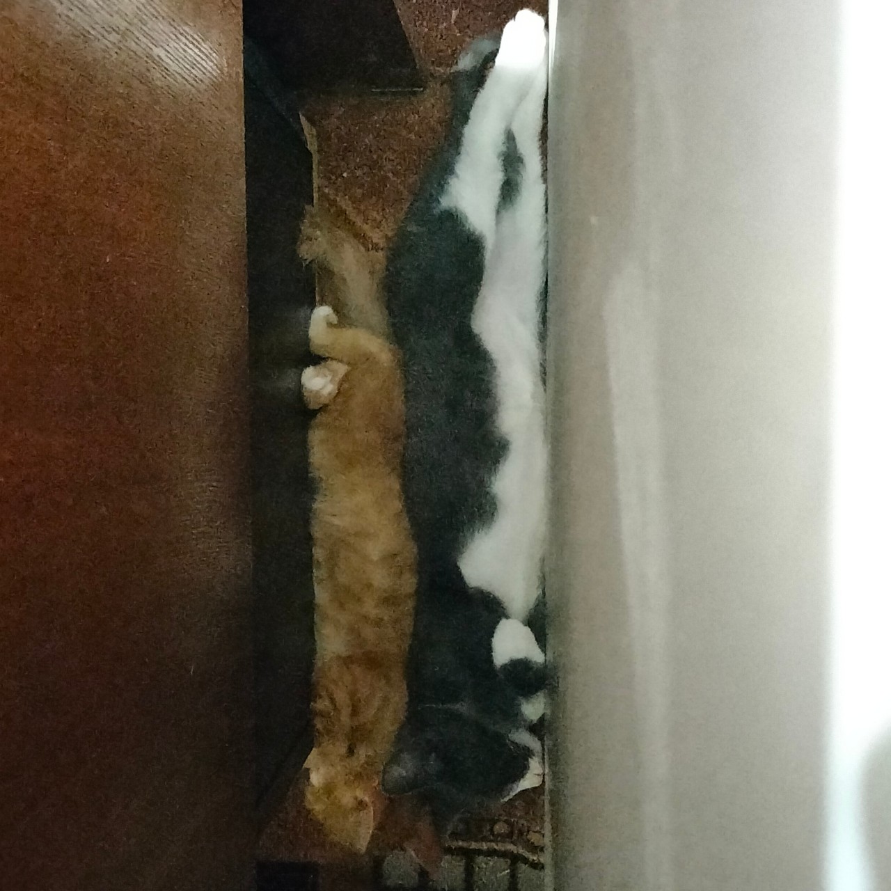 PetsStalkerS in LOOKY. #котики. Котятки с грядки. Ут...
