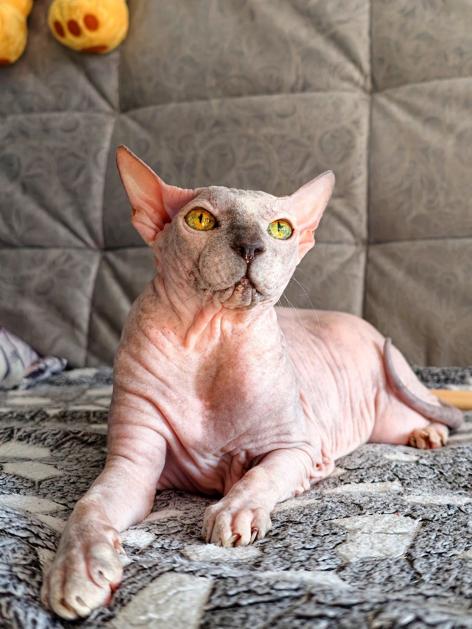 eva_sphynx_cat в LOOKY — фото 3