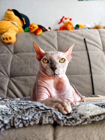 eva_sphynx_cat в LOOKY. #ева,#сфинкс,#sphynx,#донскойсфинкс,#кошка,#котики,#котэ,#лысая,#evasphynxcat,#мыизкотограмаlooky,#looky_official,#looky,#LOOKY_контент,#looky_you,#you. Привет, привет, прив...