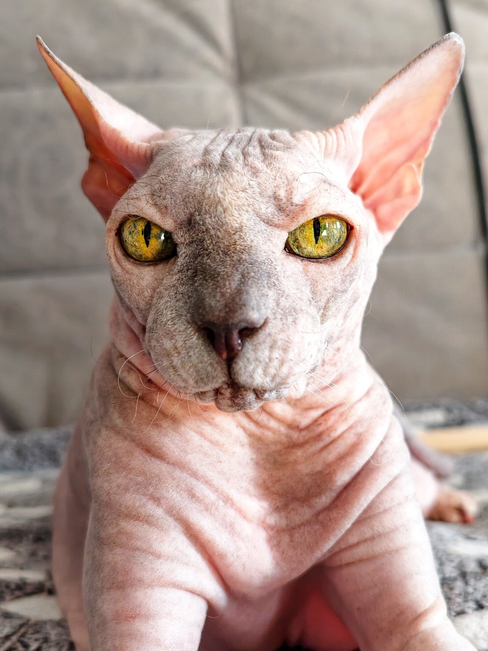 eva_sphynx_cat в LOOKY — фото 2