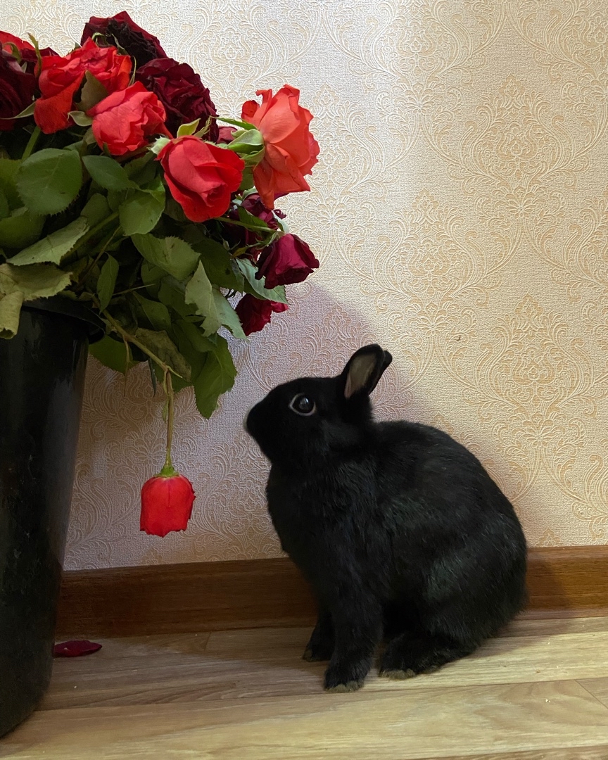 Новых фоток со мной нет, поэтому тут будет Боня и его любовь к цветам😹( букетик уже повидал все на свете😹😹) Мне уже куда лучше, буду потихоньку вливаться в жизнь☺️☺️ Спасибо всем кто поддержал меня на таком этапе❤️🥰 Всех обняла😘
[#рек](рек) [#рекомендации](рекомендации) [#спасибо](спасибо) [#кролик](кролик) [#животное](животное) [#подписка](подписка) [#подпишись](подпишись) [#взаимнаяподписка](взаимнаяподписка) [#поправляюсь](поправляюсь) [#букет](букет) [#лайки](лайки) [#лайк](лайк) [#follow](follow) [#followme](followme) [#follow4follow](follow4follow) [#like](like) [#rabbit](rabbit) [#like4like](like4like) [#взаимныелайки](взаимныелайки) [#явернулась](явернулась) 