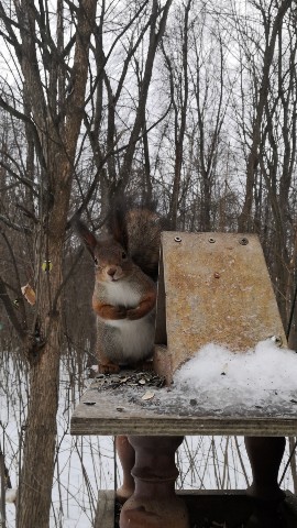 Натик in LOOKY. . 