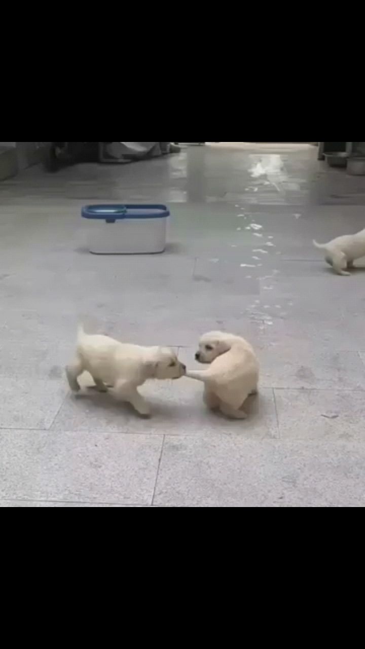 fuuny в LOOKY. . Хвостики