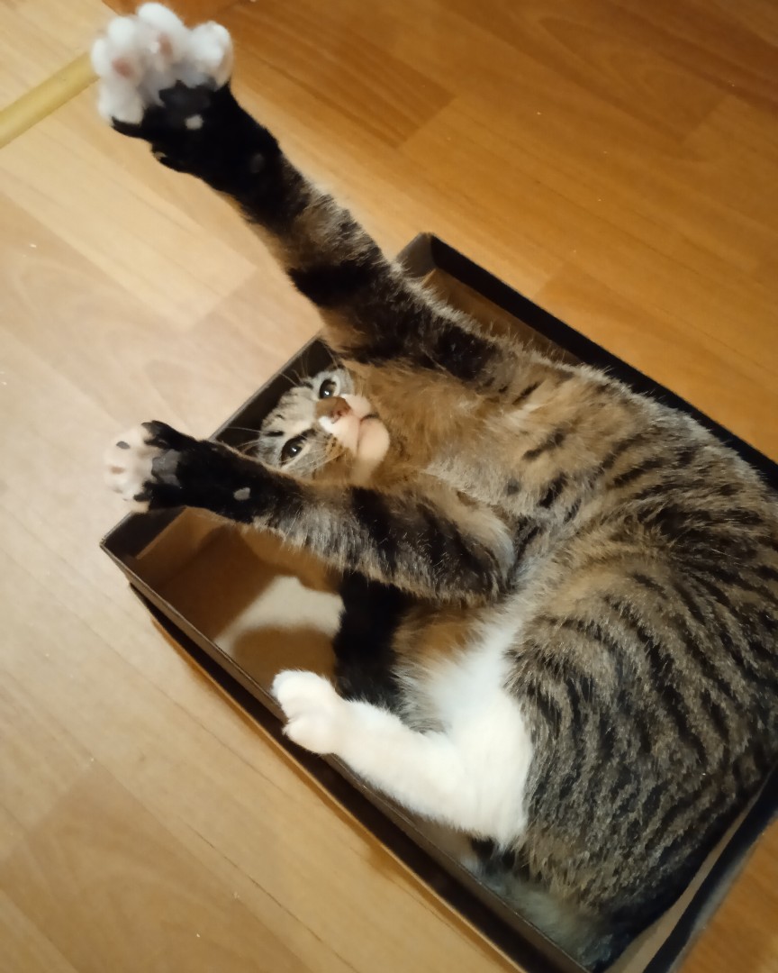 cat.marco.and.co в LOOKY — Проверка работы... Ур-ра! 
#белка #коробкиикоты #луковицараб
