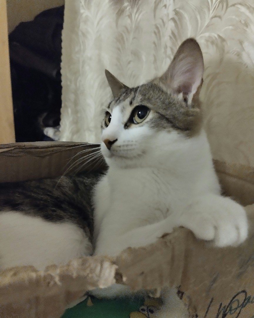Кот Мурчик in LOOKY. . 