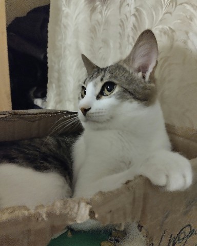 Кот Мурчик в LOOKY. . 