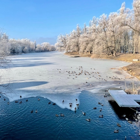 Glebeshnik в LOOKY. #winter,#ducks,#river. [#landscape](landsca...