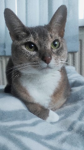 616princess в LOOKY. #любимаякоша,#cat. [#котэ](котэ) [#тесл...