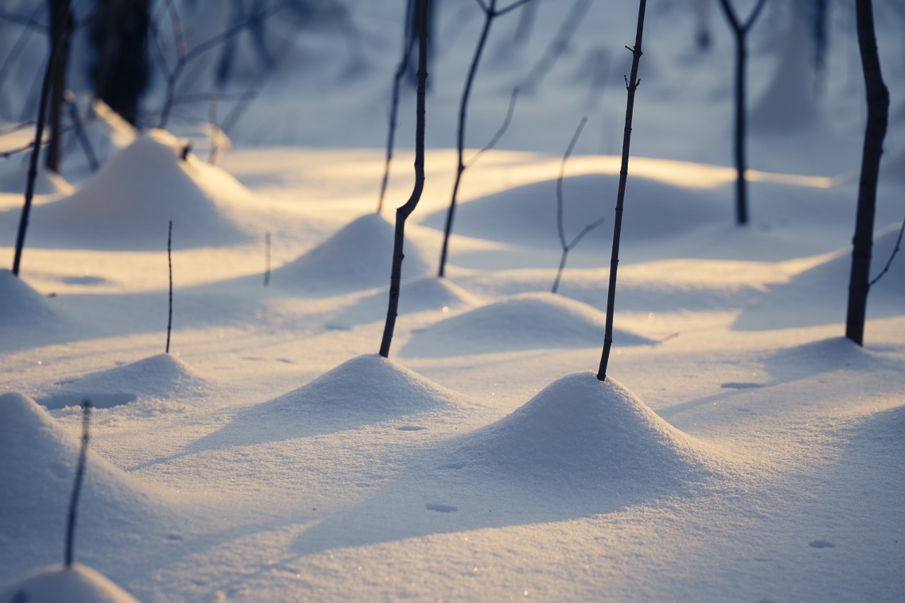 poboruev_landscape в LOOKY. . Как-то на днях попал...