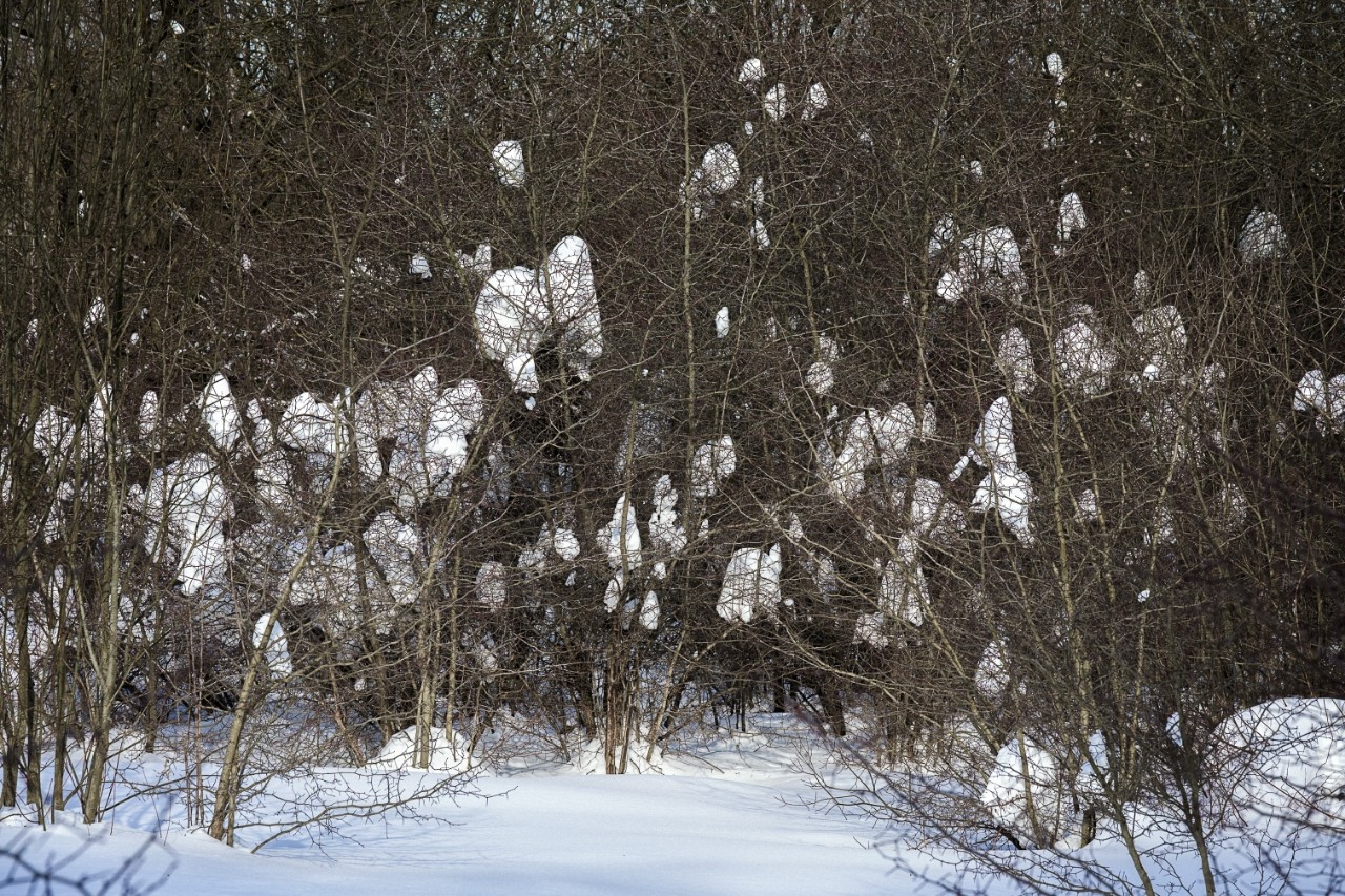 poboruev_landscape в LOOKY. #снег,#лес,#пейзаж,#природа,#фотоприроды,#природноефото,#снежки,#ветки,#ветви. На дворе весна, но з...