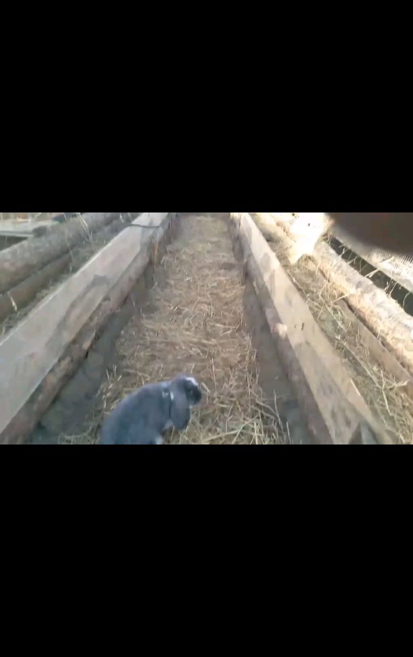 Живущий в России в LOOKY. #animals,#bunny,#pets,#rabbit,#funnyanimals. The bunny is on the ...