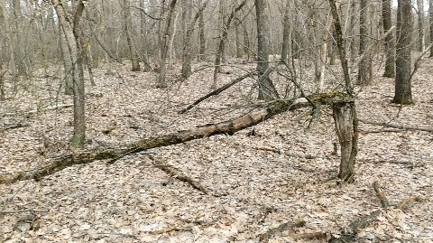 progulkipolecu1 в LOOKY. #леса,,#forests,,#грибы,,#mushrooms,#река,,#вода,,#river,,#water. #леса, #forests, #гр...