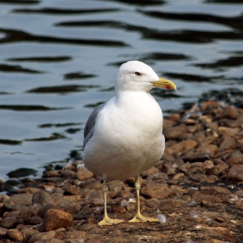 yuriy23 в LOOKY. #чайка,#птицы,#птица,#природа,#пруд,#чайки,#birds,#bird,#nature,#park,#лето,#парк,#природаРоссии,#природавокругнас,#waterfowl,#водоплавающие,#pond. Чайка / #чайка #птиц...