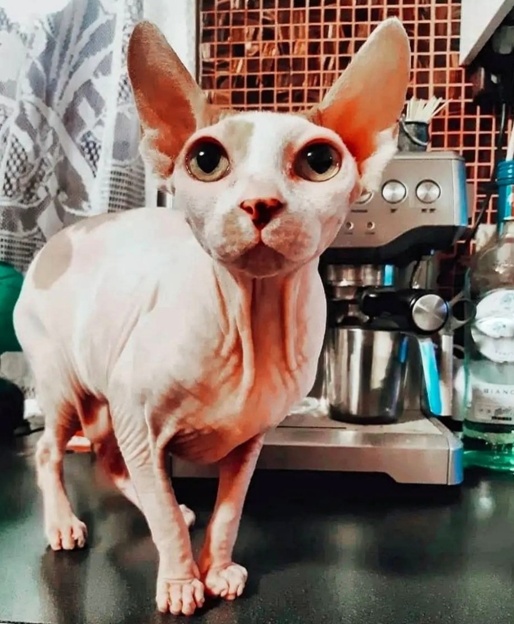 Vladova Tatiana в LOOKY — [#сфинкс ](сфинкс)[#cats ](cats)