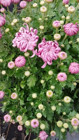 pelargonium_krd в LOOKY. . 