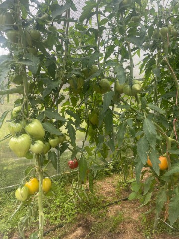 socnyetomaty в LOOKY. ###. ### 🇨🇦 Томат «Кана...