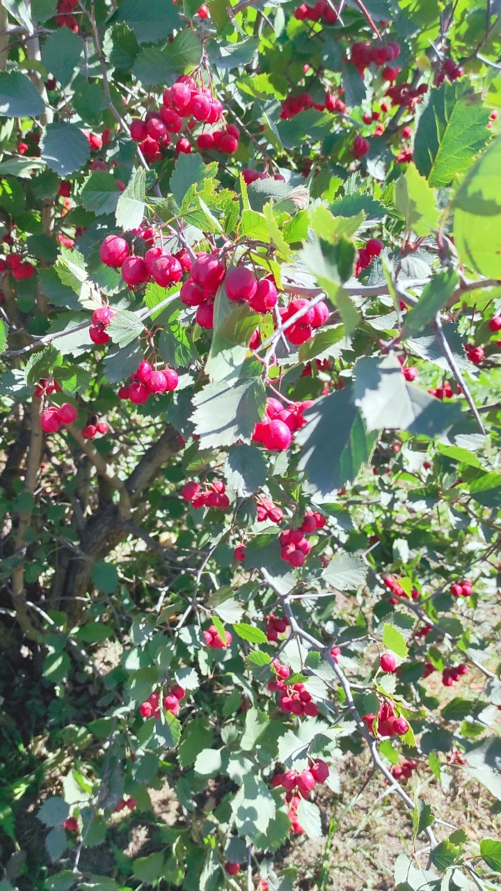 🌿 Крупноплодный боярышник: Король сада и аптечки!🌿

В мире растительного разнообразия есть один кустарник, который заслуживает особого внимания — крупноплодный боярышник. Его яркие ягоды не просто радуют глаз, но и приносят пользу здоровью. Давайте узнаем, что делает его таким уникальным!

🍒 Сочные плоды: Крупноплодный боярышник славится своими большими ягодами. Они не только вкусные, но и чрезвычайно полезные. Из них готовят ароматное варенье, компоты и даже целебные настойки.

❤️ Забота о сердце: Боярышник — верный друг вашего сердца. Его плоды и цветы помогают нормализовать кровообращение и снижают артериальное давление. Неудивительно, что он так популярен в народной медицине!

🛡️ Природный антиоксидант: Ягоды боярышника насыщены антиоксидантами, которые защищают клетки от повреждений и помогают в борьбе со старением.

🌳 Долгожитель: Это растение может жить до 300 лет! Представьте себе, сколько поколений сможет наслаждаться его красотой и пользой.

🐦 Оазис для природы: Боярышник — настоящий рай для птиц и насекомых. Его густые ветви и колючие шипы создают идеальное убежище и защиту.

🌺 Декоративная красота: Благодаря пышному цветению весной и ярким плодам осенью, боярышник станет украшением любого сада.

Не упустите шанс познакомиться с этим удивительным растением. Оно не только украсит ваш сад, но и принесет множество пользы вашему здоровью! 🌿🍇

#Боярышник #Здоровье #Садоводство #НароднаяМедицина #Антиоксиданты