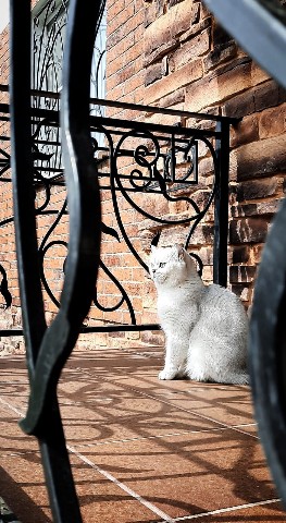 Looky_1681237720268 в LOOKY. #животные,#кот,#котики,#фото. Строгий хозяин обозр...