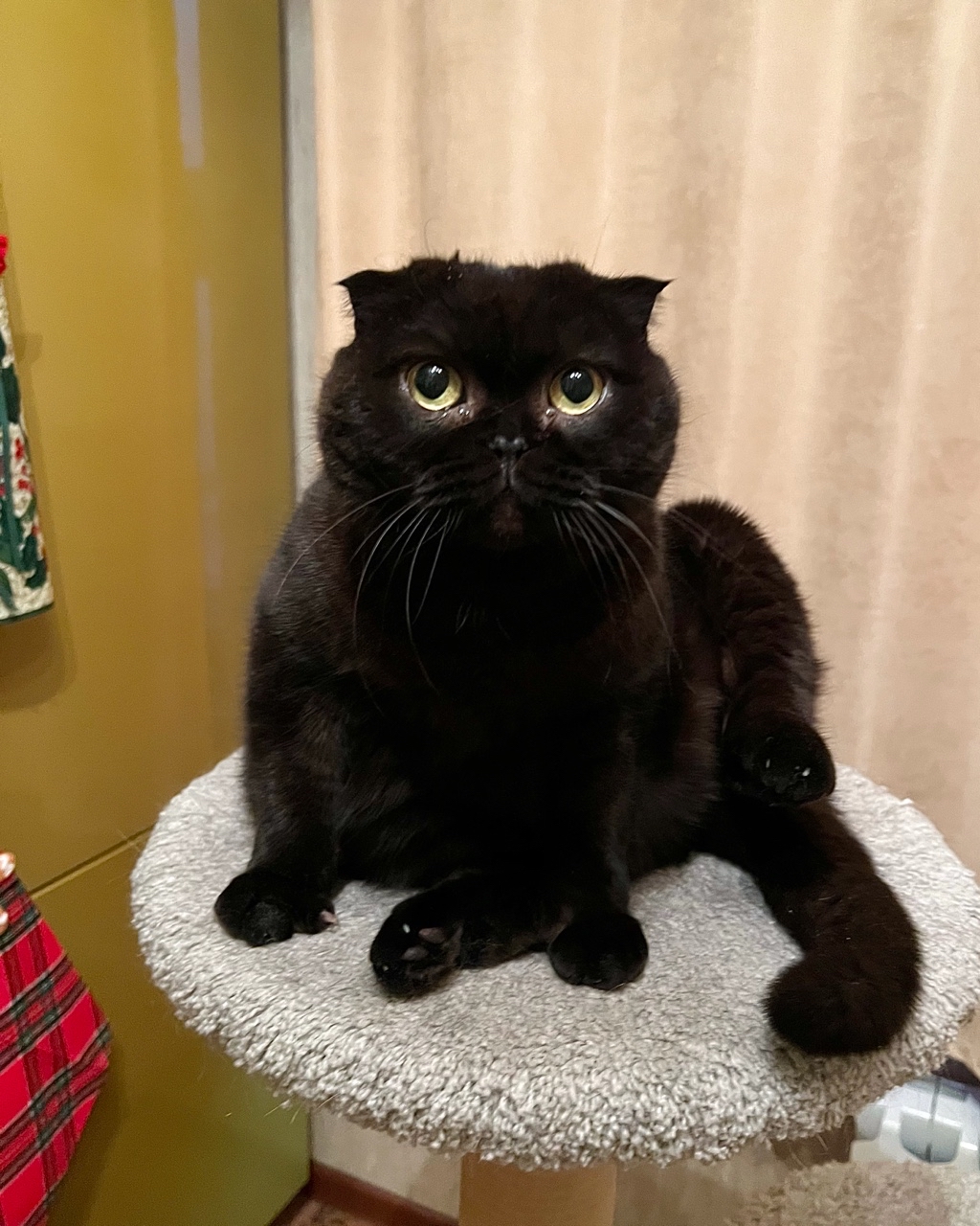cats_mars_tayson