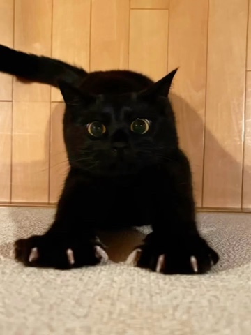 Looky_176434777057286 в LOOKY. #котики,#котята,#котэ,#котикиправятмиром,#котик. #котики #котята #кот...