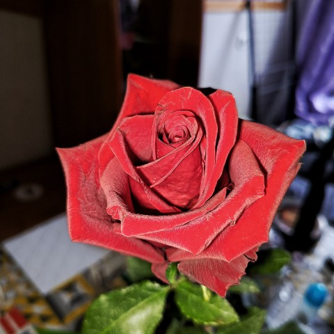 Vermitrall в LOOKY. #🌹,#роза,#цветы,#rose. Роза
.
.
#🌹 #роза #...
