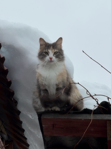 Мария Юдаева в LOOKY. #хвостатый_друг#кошка#дача. Это наша Мася.Прибил...