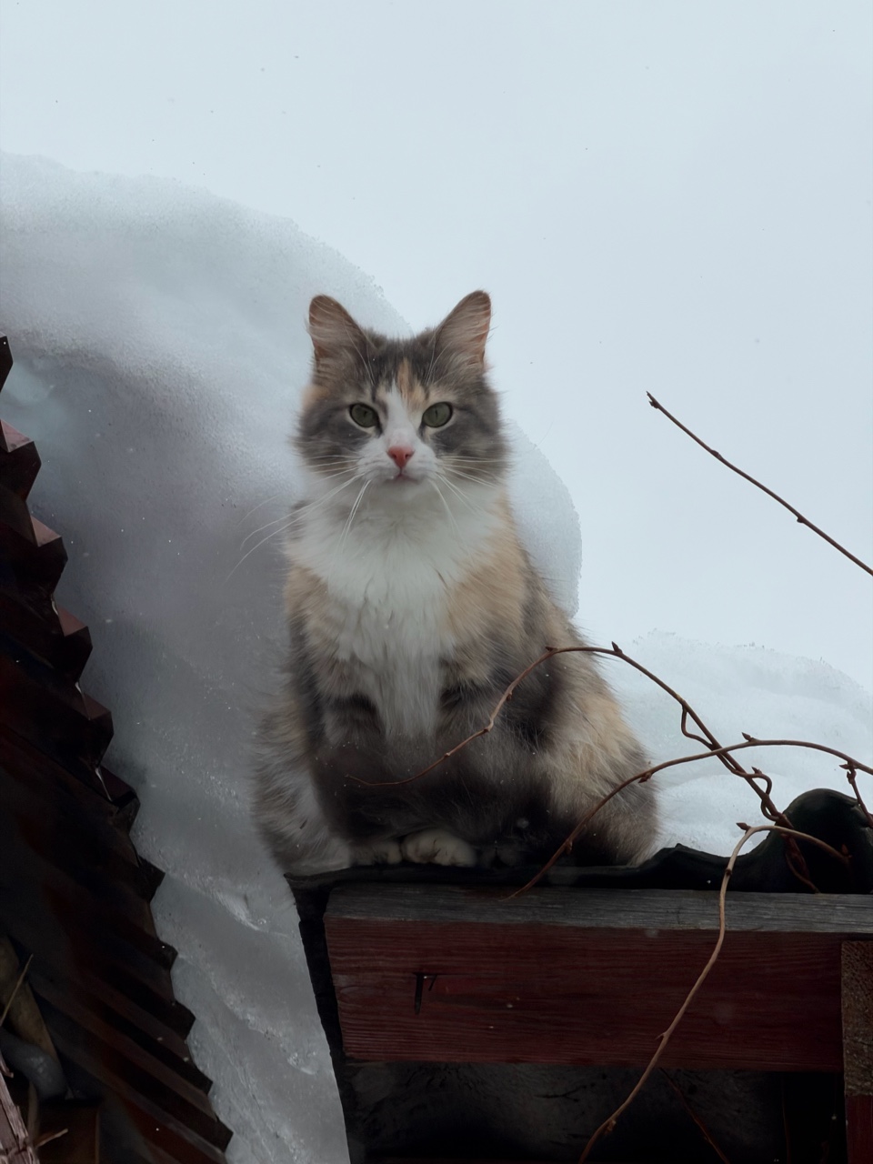Мария Юдаева в LOOKY — Это наша Мася.Прибилась два года назад котенком,пришла снача