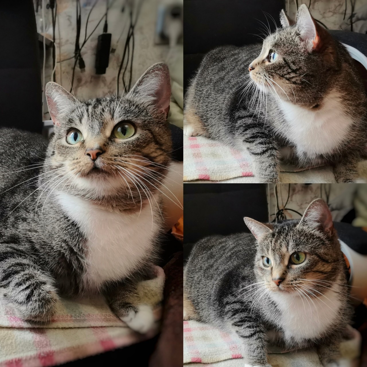 valeri_pv_vladi в LOOKY — Доброе утро и хорошего дня 😼 #кошка #питомец #июнь #лето #п