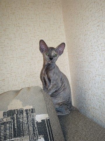 eva_sphynx_cat в LOOKY. #ева,#сфинкс,#sphynx,#донскойсфинкс,#кошка,#котики,#котэ,#лысая,#evasphynxcat,#мыизкотограмаlooky,#looky_official,#looky,#LOOKY_контент,#looky_you,#you. Всем отличного дня.Ф...