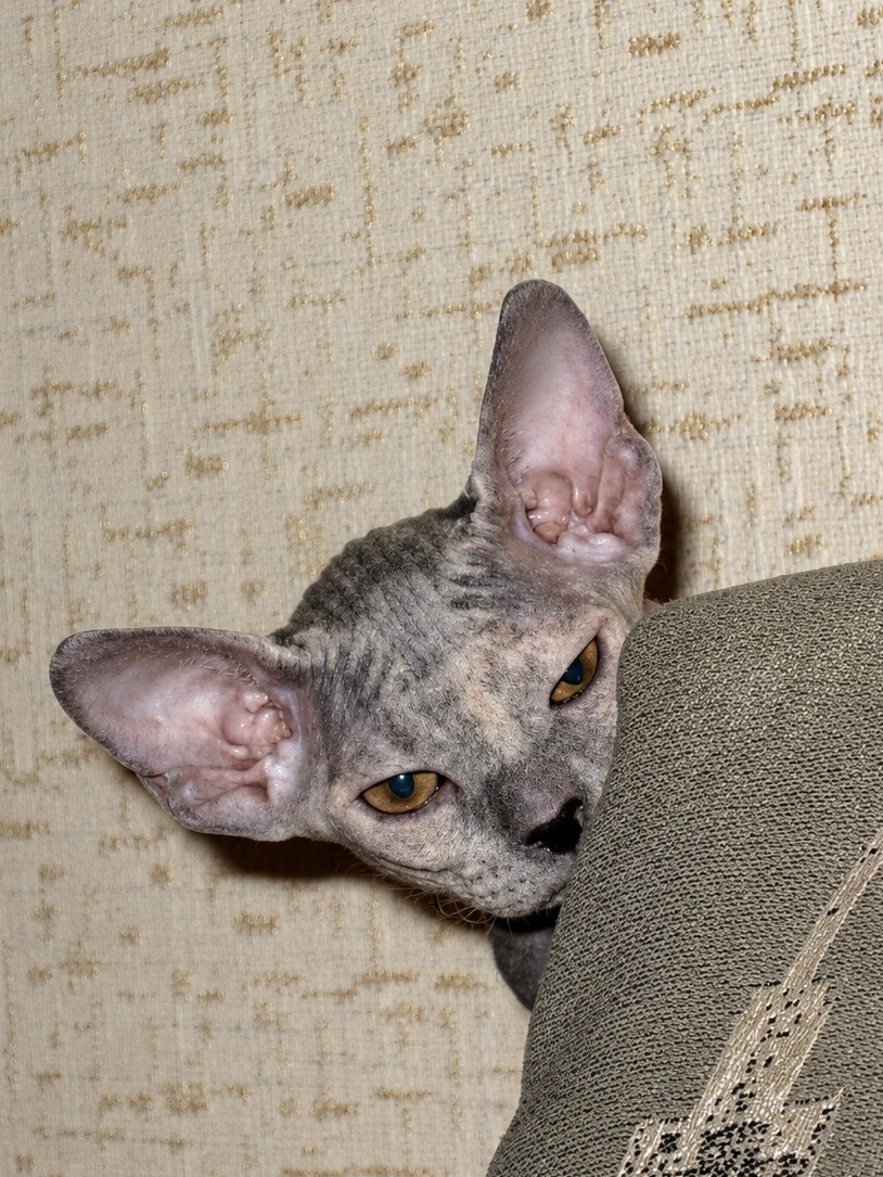 eva_sphynx_cat в LOOKY — фото 3