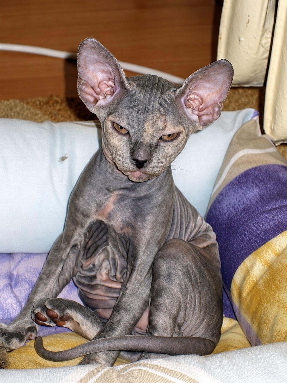 eva_sphynx_cat в LOOKY — фото 2